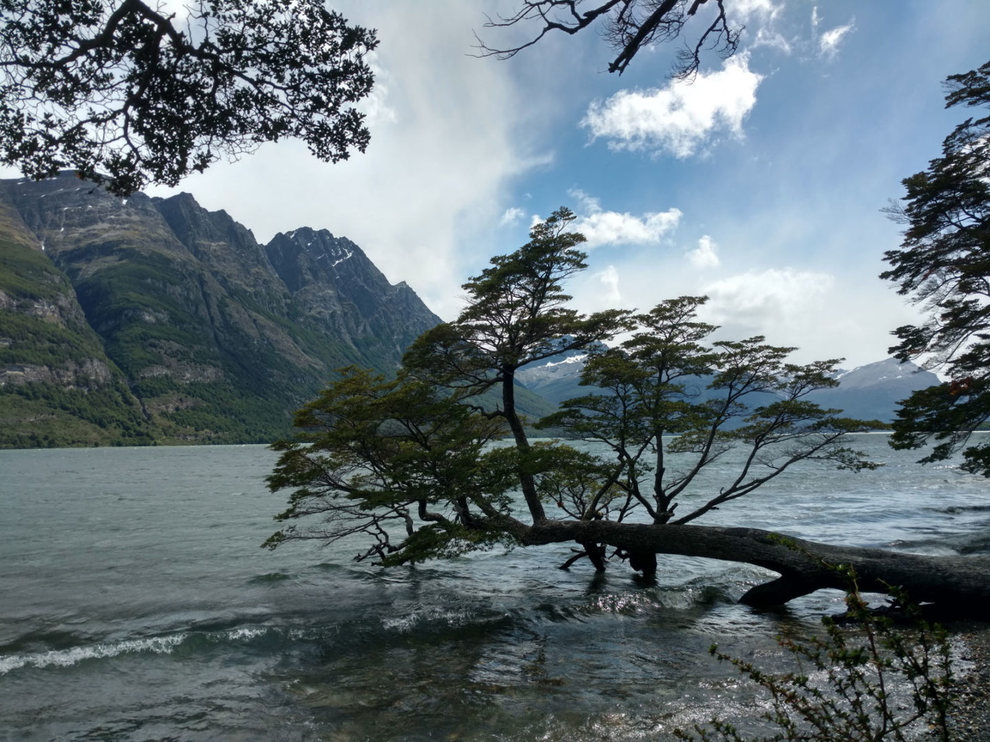 Tree in Lake Acigama